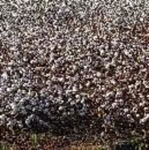 Meet your Posher, Esther